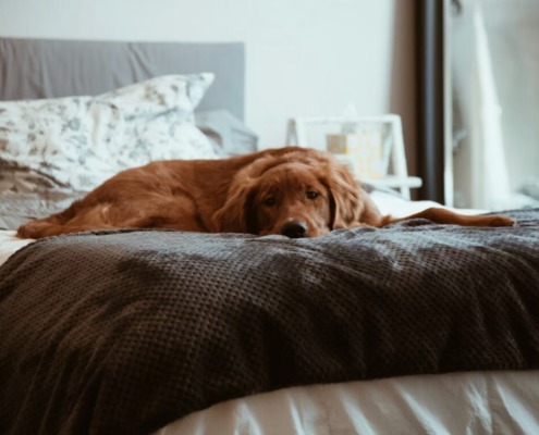 Hund im Bett