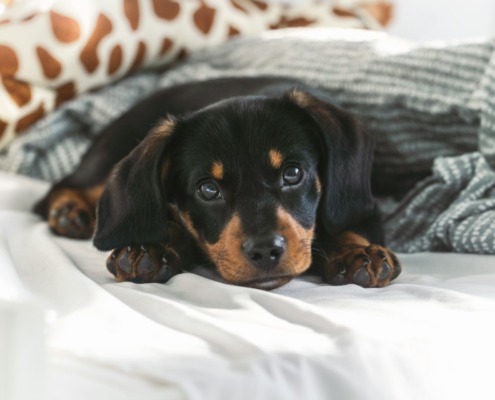 Haustier im Bett - gesund?