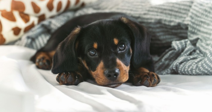 Haustier im Bett - gesund?