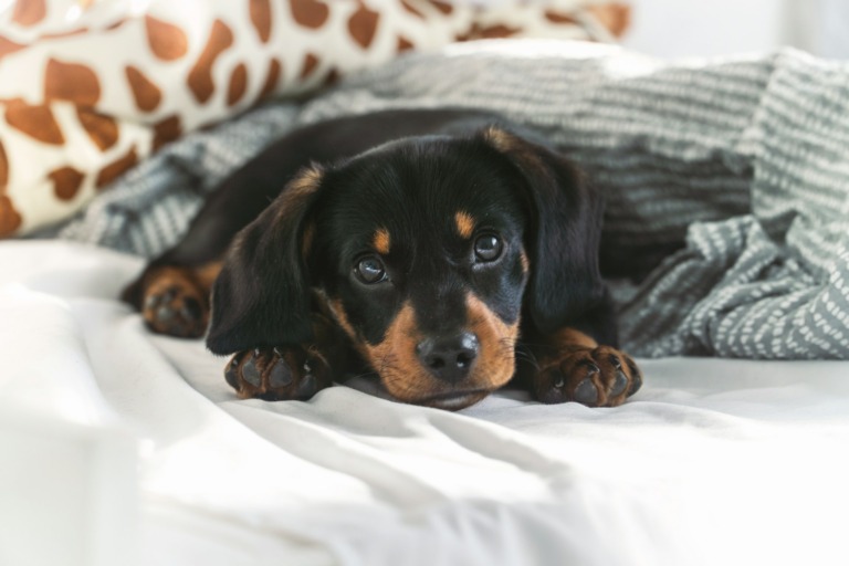 Haustier im Bett - gesund?