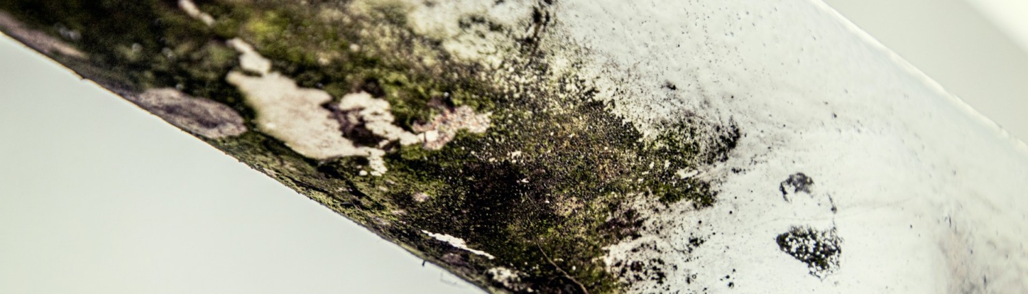 Schimmel im Zimmer Schimmel im Zimmer